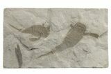 Two Eurypterus (Sea Scorpion) Fossils - New York #236969-1